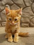 Kitty