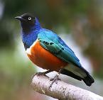 Bird