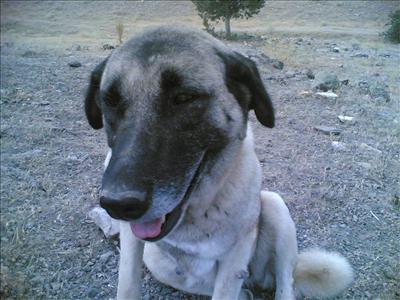 Köpek