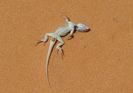 Lizard
