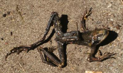 Frog