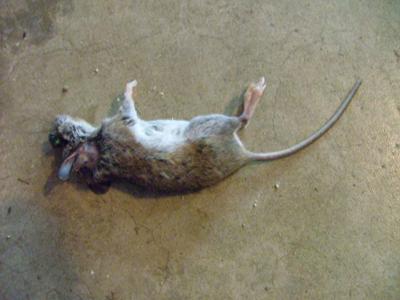 Mouse