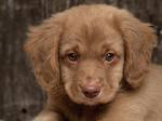 Cachorrito