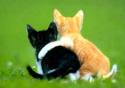Abrazo