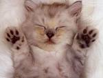 Gatito
