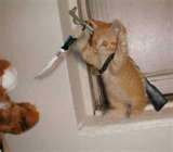 Crazy Cat