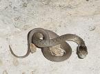 Baby Snake