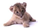 Lion Cub
