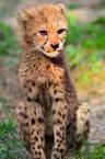 Baby Jaguar
