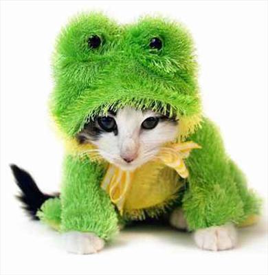 chat-grenouille