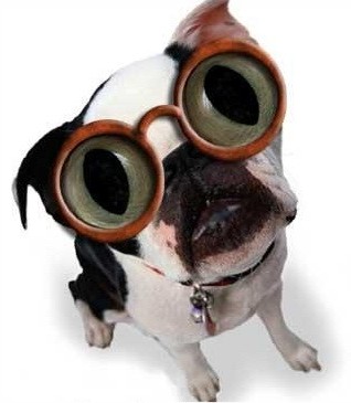 chien presbyte !!