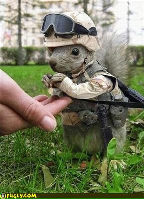 Sergeant Squirrel