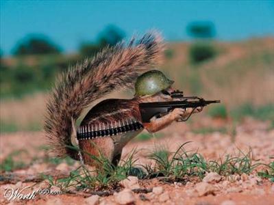 Squirrel Scout