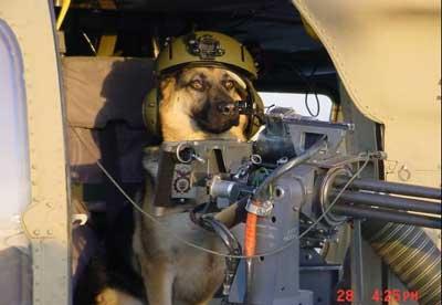 Dangerous dog