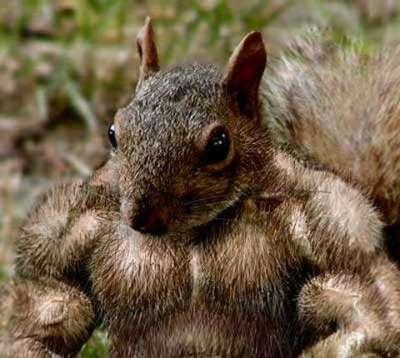 muscular squirrel