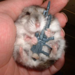 Small but violent