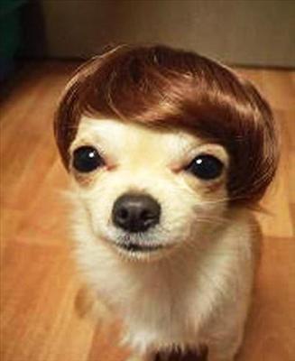 Red Blooded Doggy