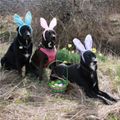 Hugh's perfect Bunny.