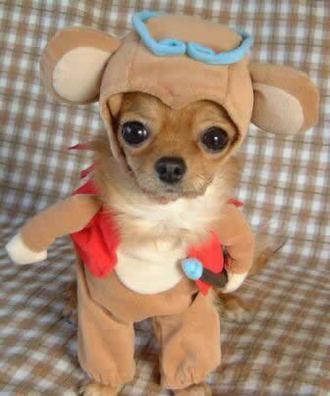 Reindeer on bord!