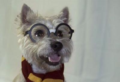 Glasses make me more intelligent?