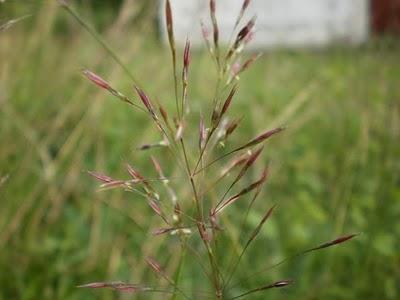 Cabut 100 rumput sundal - lambat ke sekolah