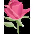 Rose rose