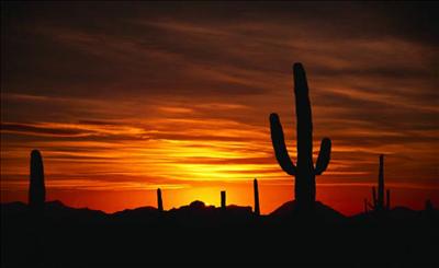 Desert Sunset