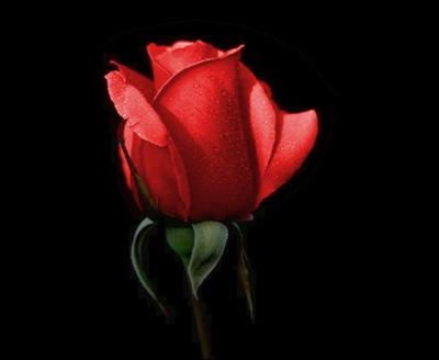 Red Rose