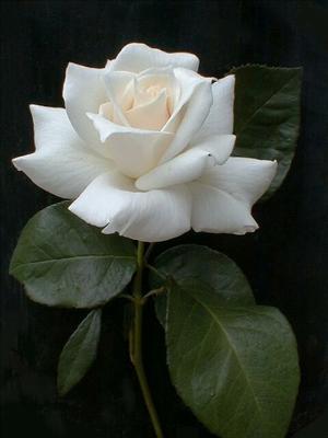White Rose