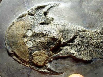Cephalaspis