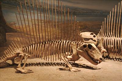 Dimetrodon