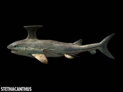 Stethacanthus