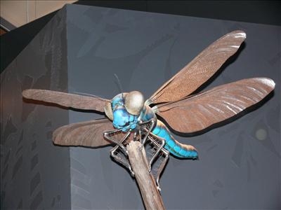 Meganeura