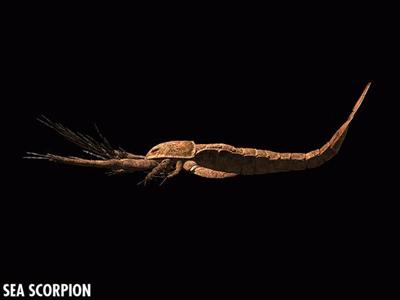 Megalograptus