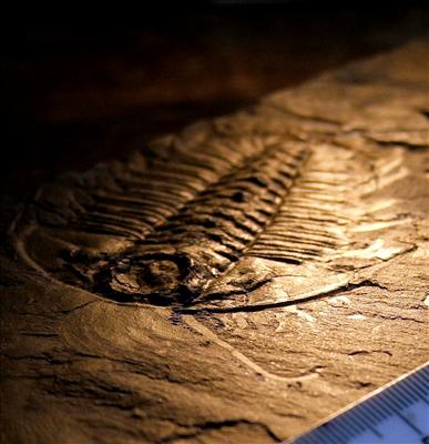Trilobite