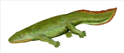 Hynerpeton