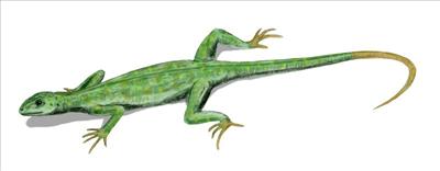 Petrolacosaurus