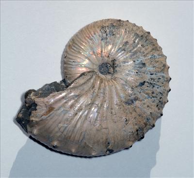 Ammonite