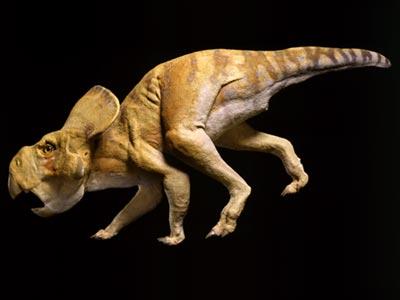 Protoceratops