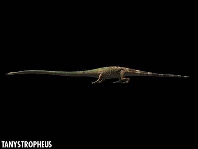Tanystropheus