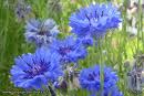 bleuets