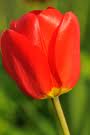 Tulipe rouge