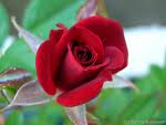 Rose rouge