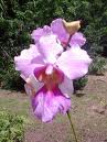 Orchidées