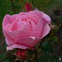 Rose rose