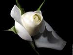 Rose blanche