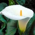Arum