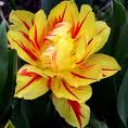 Tulipe 