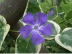 Violette bleue