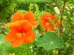 Capucine